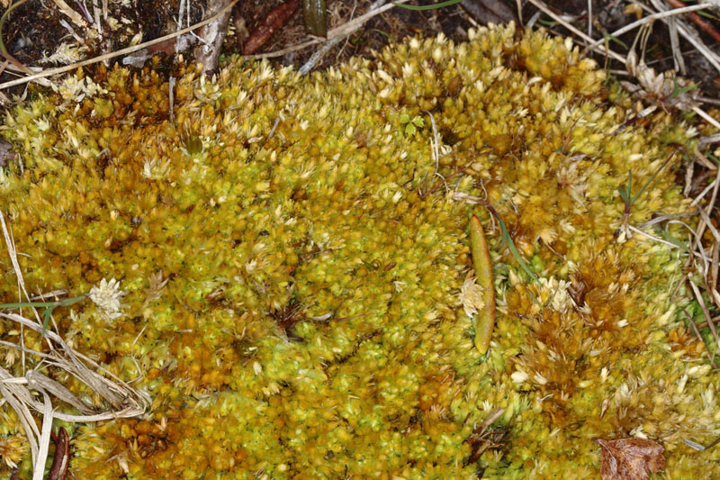 Sphagnum compactum